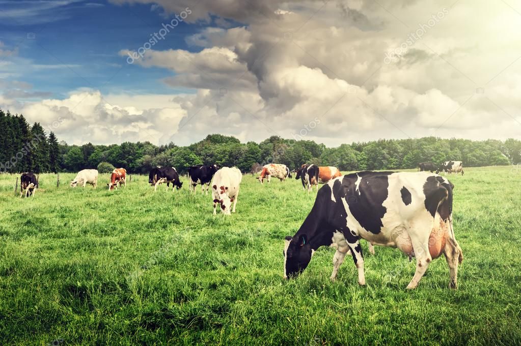 Cow Grazing On Field Holstein Cow Grazing On Field Affiliate Grazing Cow Field Cow Holstein Ad Cow Holstein Cows Animal Drawings