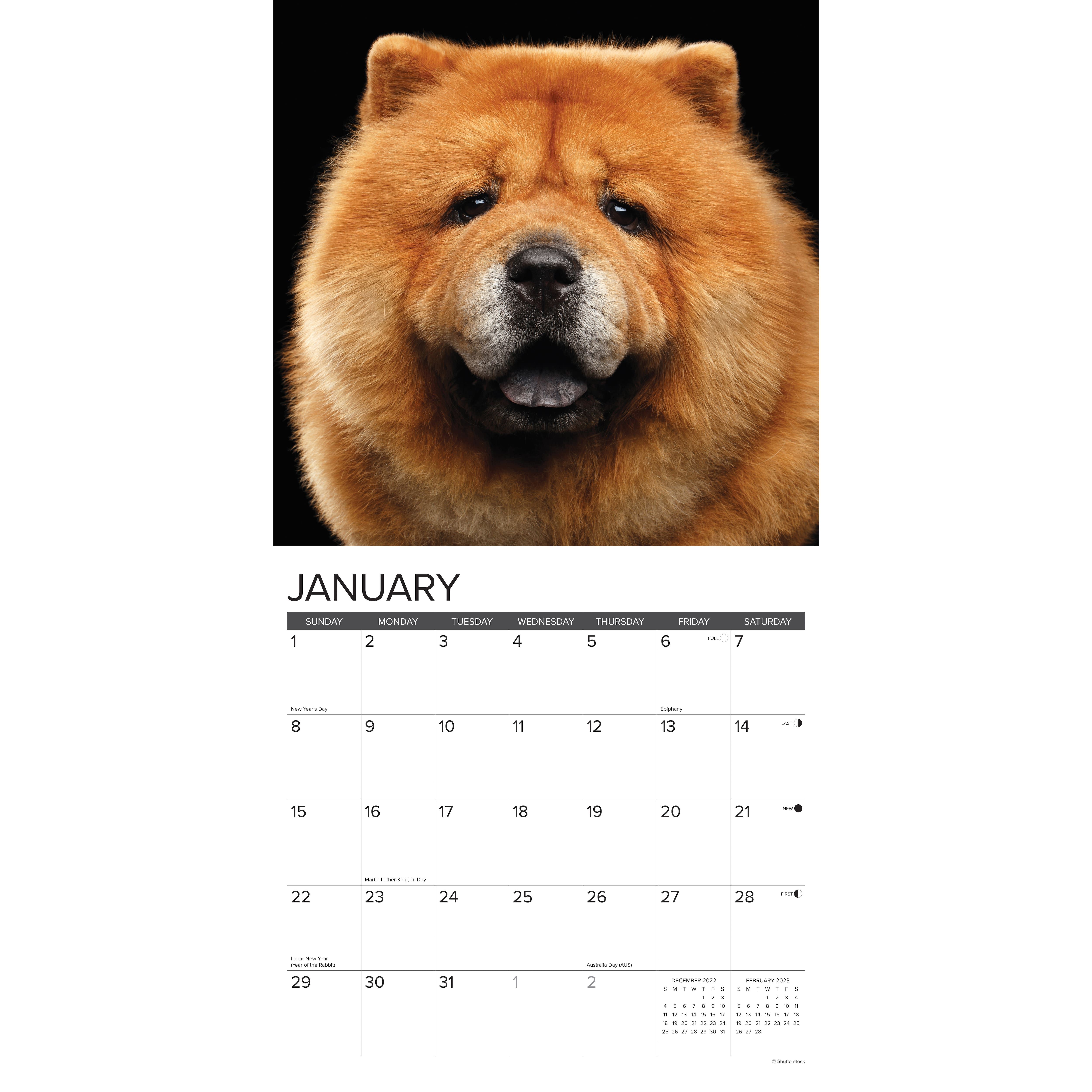 2023 Just Chow Chows Wall Calendar in 2022 Wall calendar