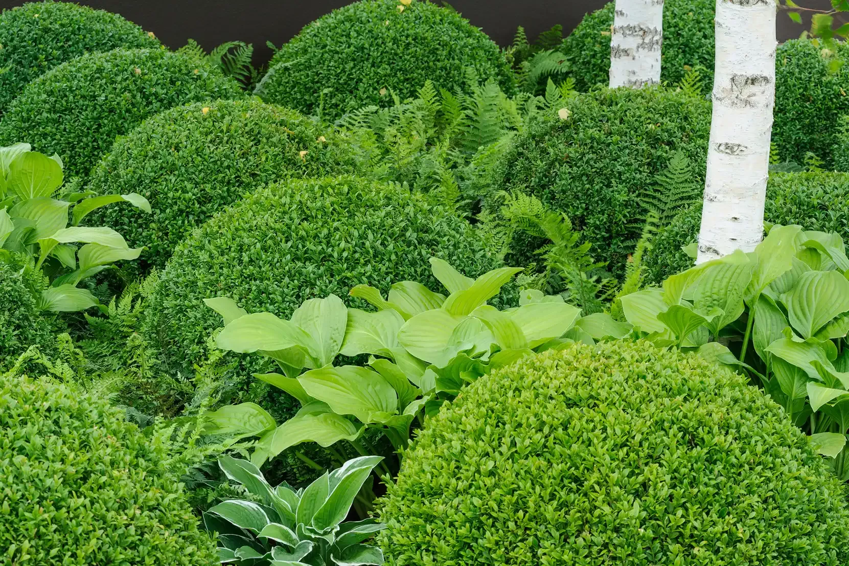 20 of the best evergreen shrubs