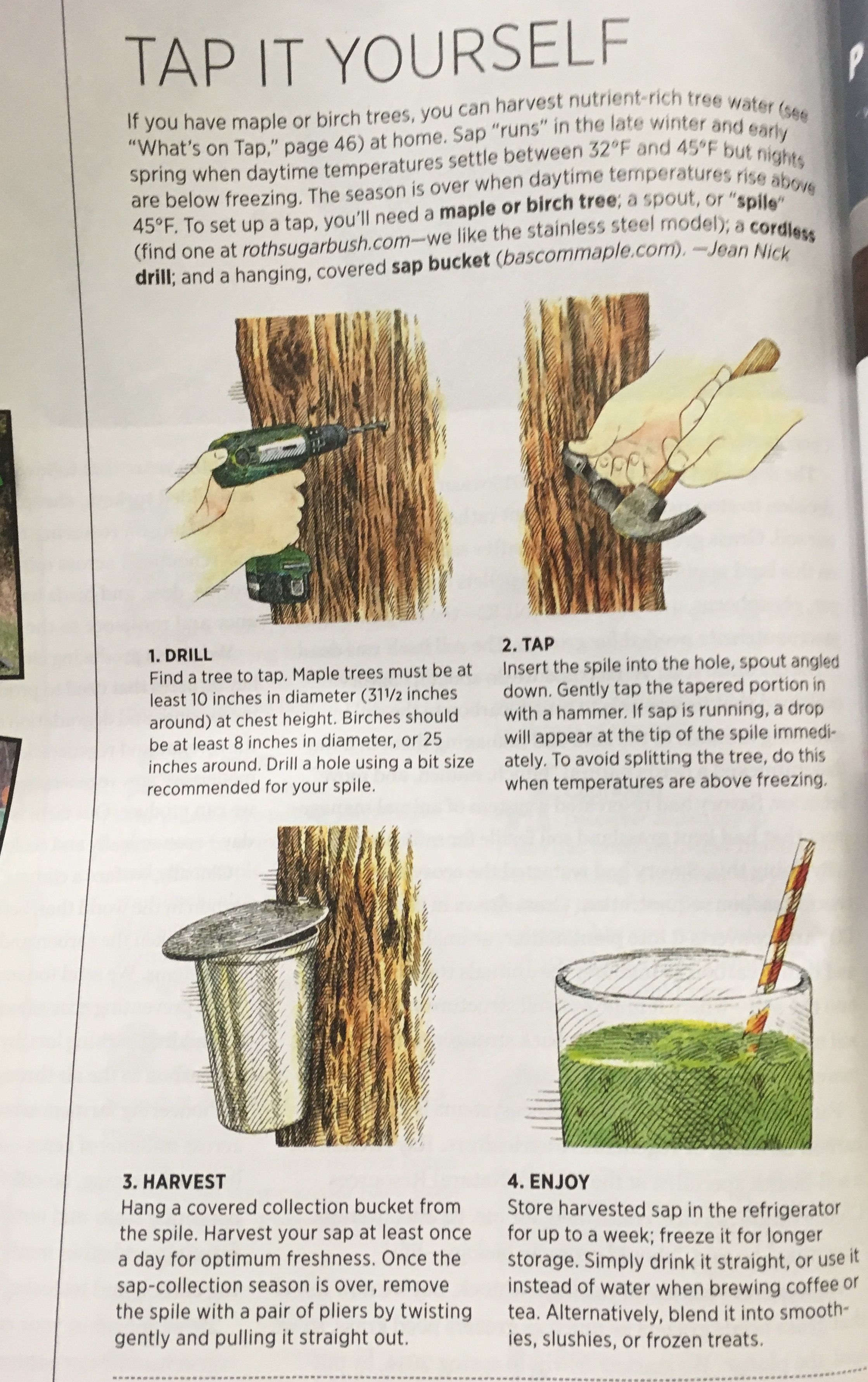 How To Tap Maple And Birch Trees For Water Birch Tree Maple Nutrient how-to-tap-maple-and-birch-trees-for-water-birch-tree-maple-nutrient