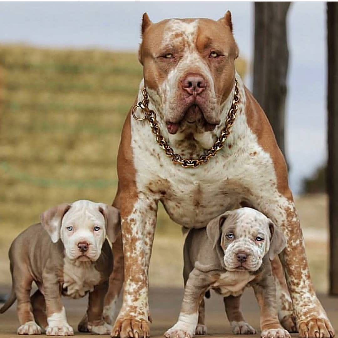 dog dog and puppy features funnydog doginsta dognap dogs dogs of instagram photogrid photos game diy cute baby animals baby animals pitbulls