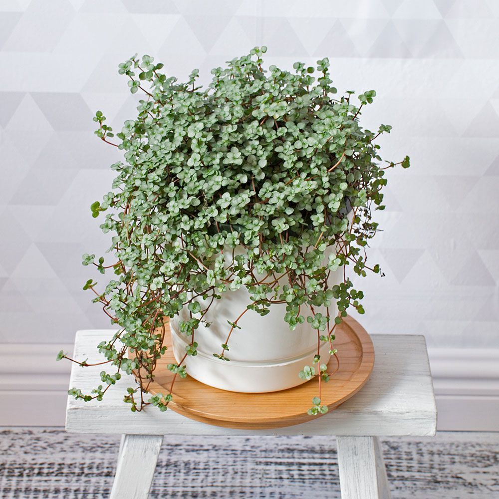 These Are The Best Places To Plants Online And Gardens These Are The Best Places To Plants Online Refinery29