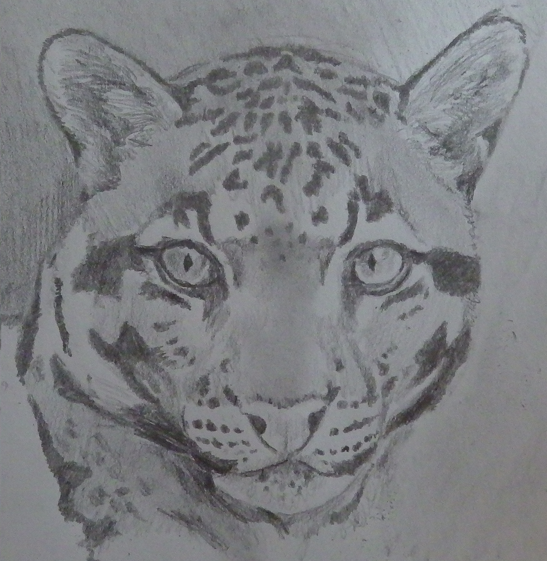 pencil drawing of a Snow Leopard Drawings, Pencil drawings, Artwork pencil drawing of a Snow Leopard Drawings, Pencil drawings, Artwork
