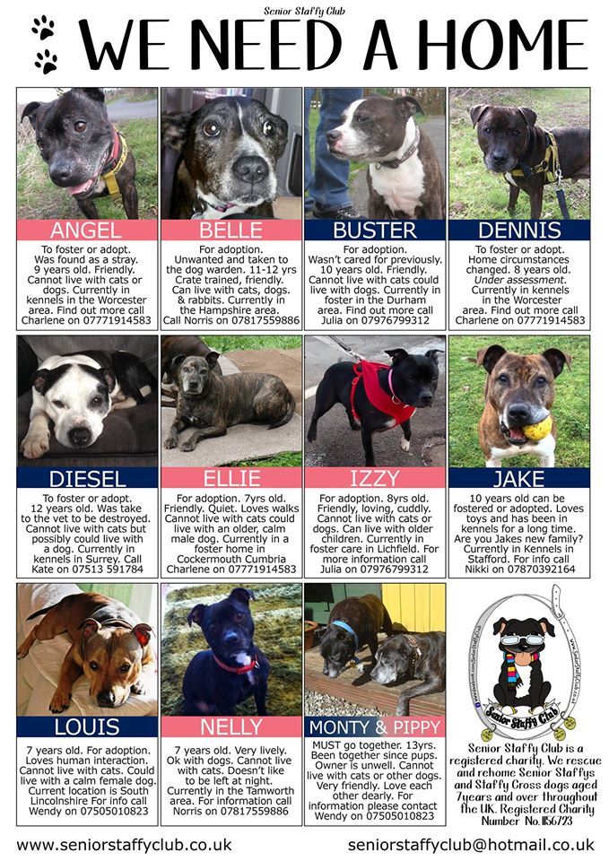 dorset dog rescue dogs needing homes