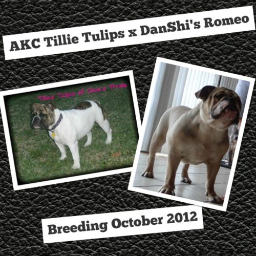 Danshi K English Bulldog Puppies Bulldog Puppies French Bulldog
