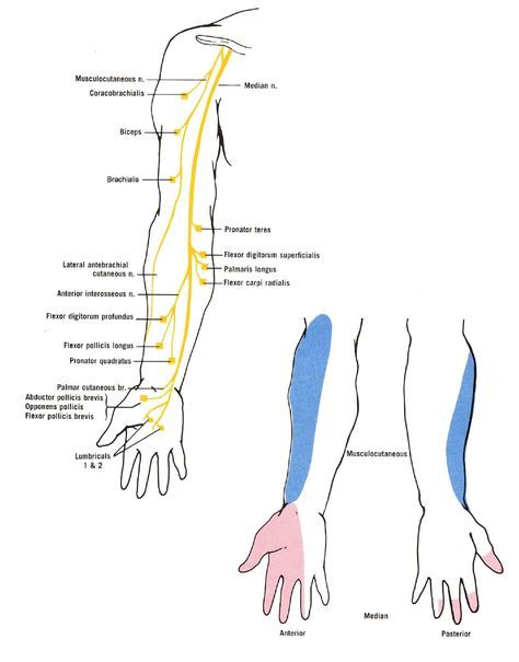 Musculocutaneous Nerve Arm Musculocutaneous Nerve Arm