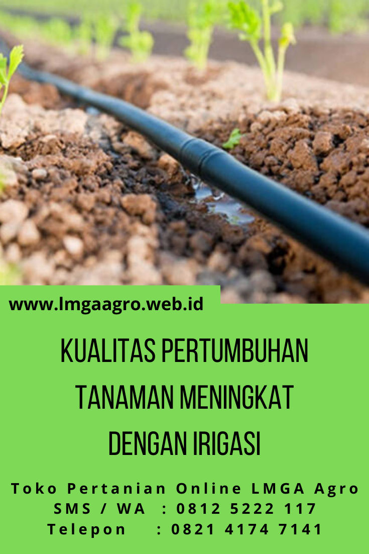 Kualitas Pertumbuhan Tanaman Meningkat Dengan Irigasi Irigasi Tanaman Petani
