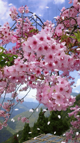 Alenotcias: Bom Dia! Bem-Vindo! Primavere-se