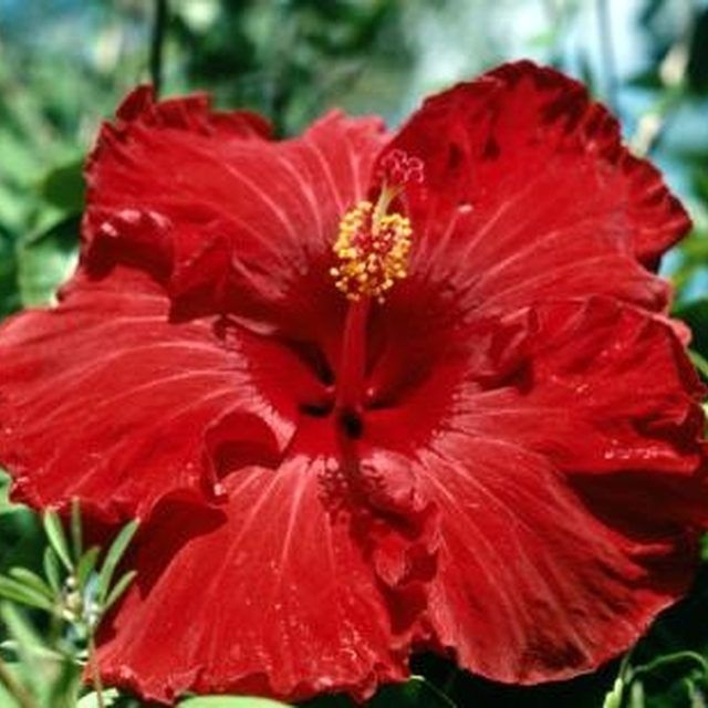 How To Make Fertilizer For Hibiscus Hunker Hibiscus Plant Hibiscus how-to-make-fertilizer-for-hibiscus-hunker-hibiscus-plant-hibiscus