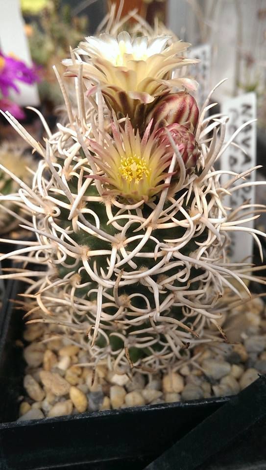 Navajoa Peblesiana Pediocactus Peeblesianus 仙人掌 植物 ぼて Navajoa Peblesiana Pediocactus Peeblesianus 仙人掌 植物 ぼて