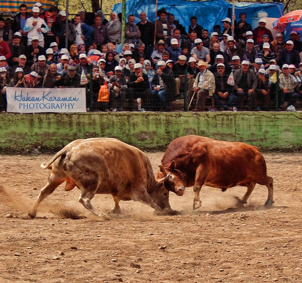 Yusufeli Derekapi Boga Guresleri Fotograf Hakan Karaman Boga Hayvanlar Fotograf