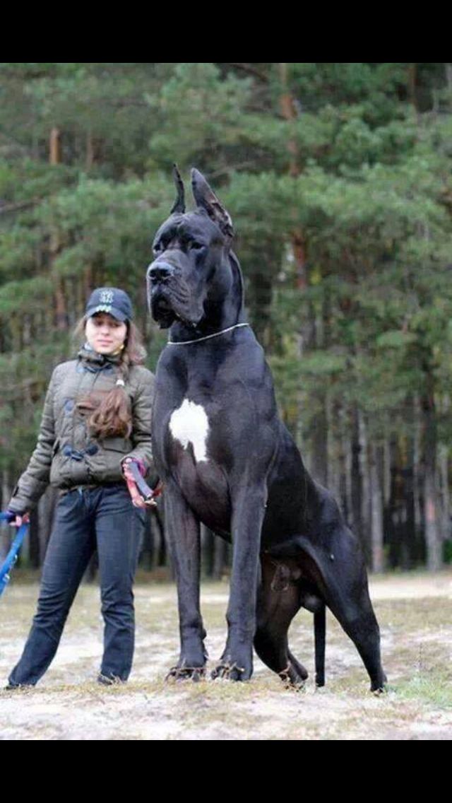 Crazy Huge Great Dane Perros Gigantes Perros Enormes Perros