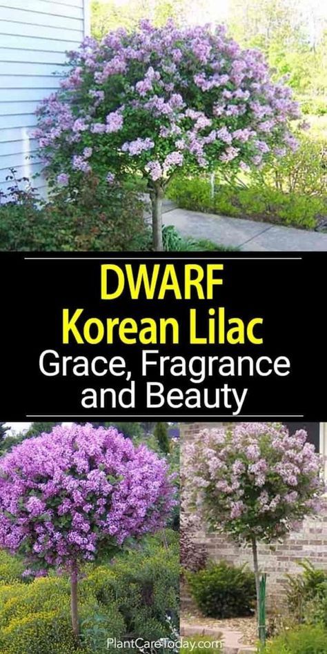 Hardy, attractive flowering Dwarf Korean Lilac, Syringa meyeri adds grace, fragrance and beauty as a border plant, stand-alone accent or tree for patio or landscape. by letitia Landscaping Plants, Outdoor Landscaping, Outdoor Plants, Front Yard Landscaping, Outdoor Gardens, Waterwise Landscaping, Landscaping Melbourne, Landscaping Quotes, Easy Landscaping Ideas