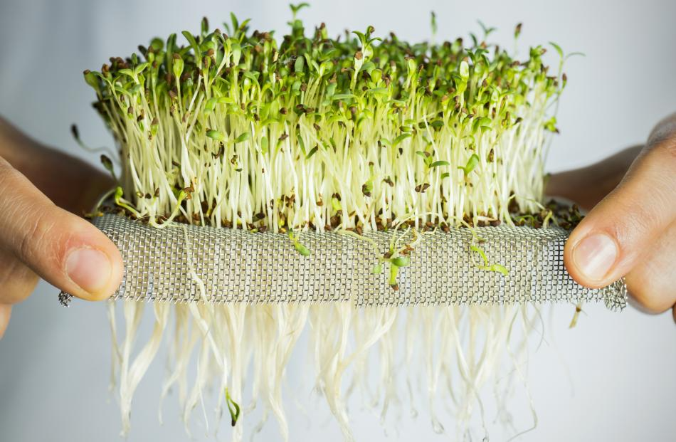 Microgreens: tiny taste explosions