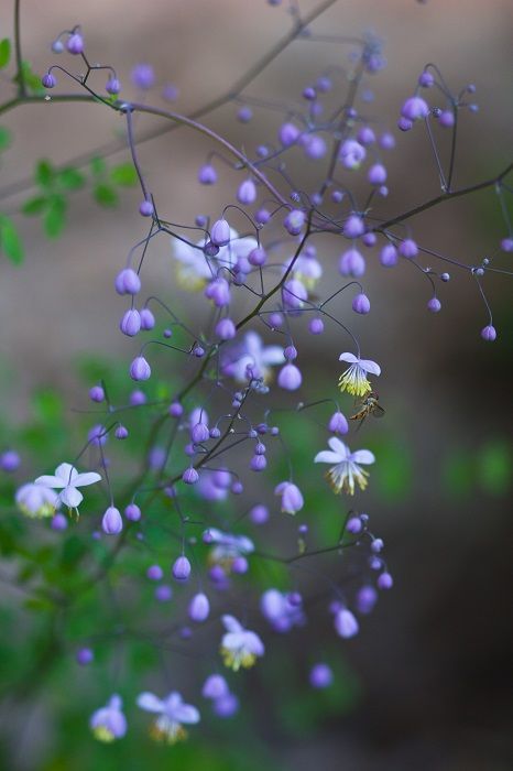 Ein Schattenbeet gestalten - Wildes Gartenherz zeigt wie einfach das ist
