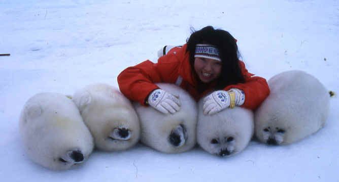 もふもふしたいなー おかしな動物 アザラシ 赤ちゃん 美しい動物 もふもふしたいなー おかしな動物 アザラシ 赤ちゃん 美しい動物