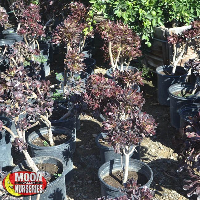 Aeonium Purple Queen With Images Succulents Aeonium Purple Queen With Images
