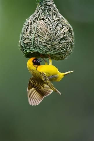 upside down nest weaver hanging birds africa masked ploceus velatus south johan swanepoel bird animals nests shutterstock photograph illustrations