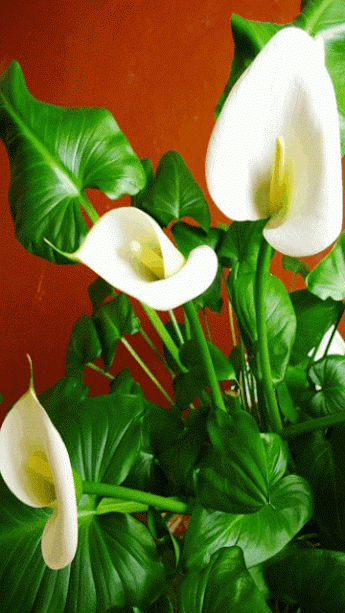 Resultado de imagem para gif animada de flores do campo e chuva