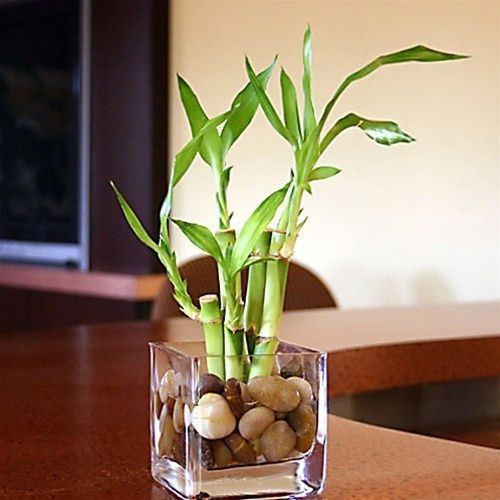 Bamboo plant in water turning yellow