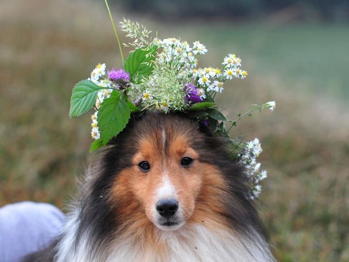 シェルティの子犬 Odc シェルティの子犬 Odc