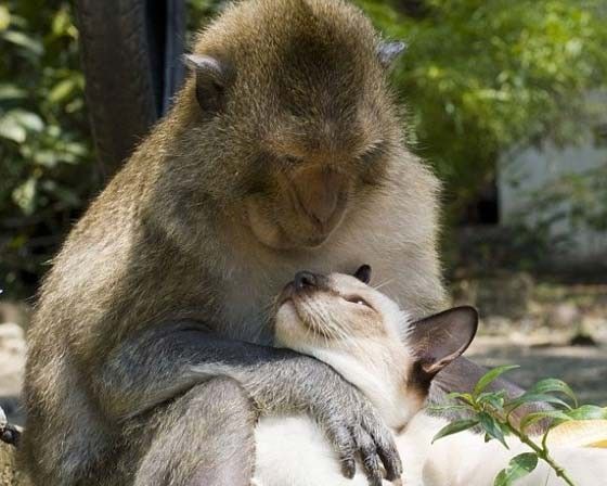 27 Cats That Secretly Wish They Were Another Animal 動物 ネコ かわいい 27 Cats That Secretly Wish They Were Another Animal 動物 ネコ かわいい