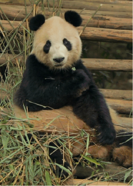 The 30 Best Bear Gifs Da Bears Panda Animals Panda Gif