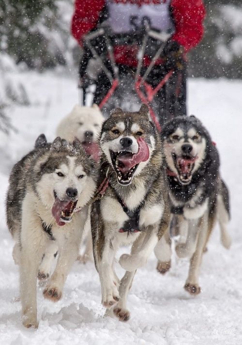 78 Sled Dog Names Dog Sledding Cute Dogs Snow Dogs sled-dog-breeds-list-and-pictures-101dogbreeds