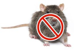 Want To Know How To Keep Away Mice Here Are Some Of The Ways To Kill Rats Naturally And Get Rid Of Th In 2020 Getting Rid Of Rats Getting Rid
