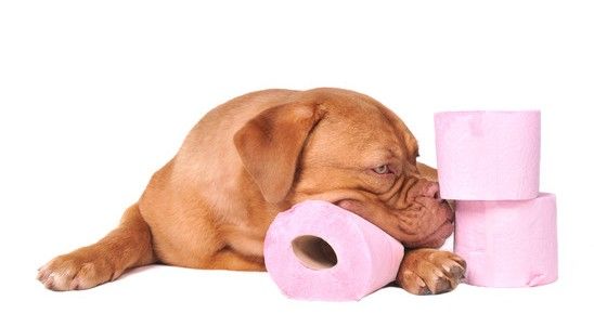 Natural Dog Remedies For Reverse Sneezing Natural Dog Remedies For Reverse Sneezing