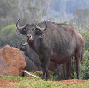 Pin De Maryte Arias En Bisontes Y Bufalos Bufalo Animales Bisontes Pin De Maryte Arias En Bisontes Y Bufalos Bufalo Animales Bisontes