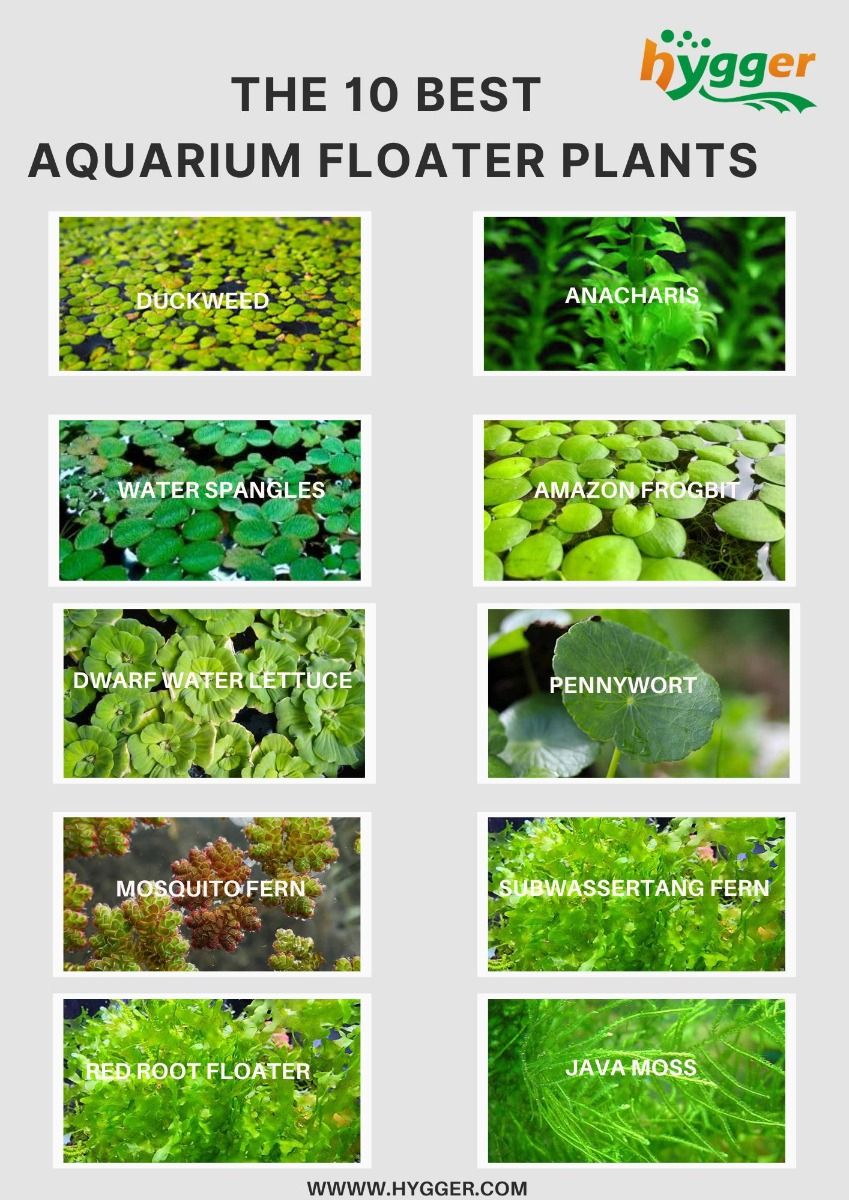The 10 Best Aquarium Floater Plants