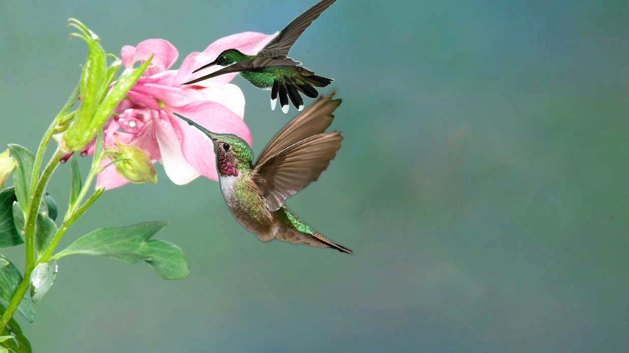 Hummingbirds11102561 | Natureza, Passaro