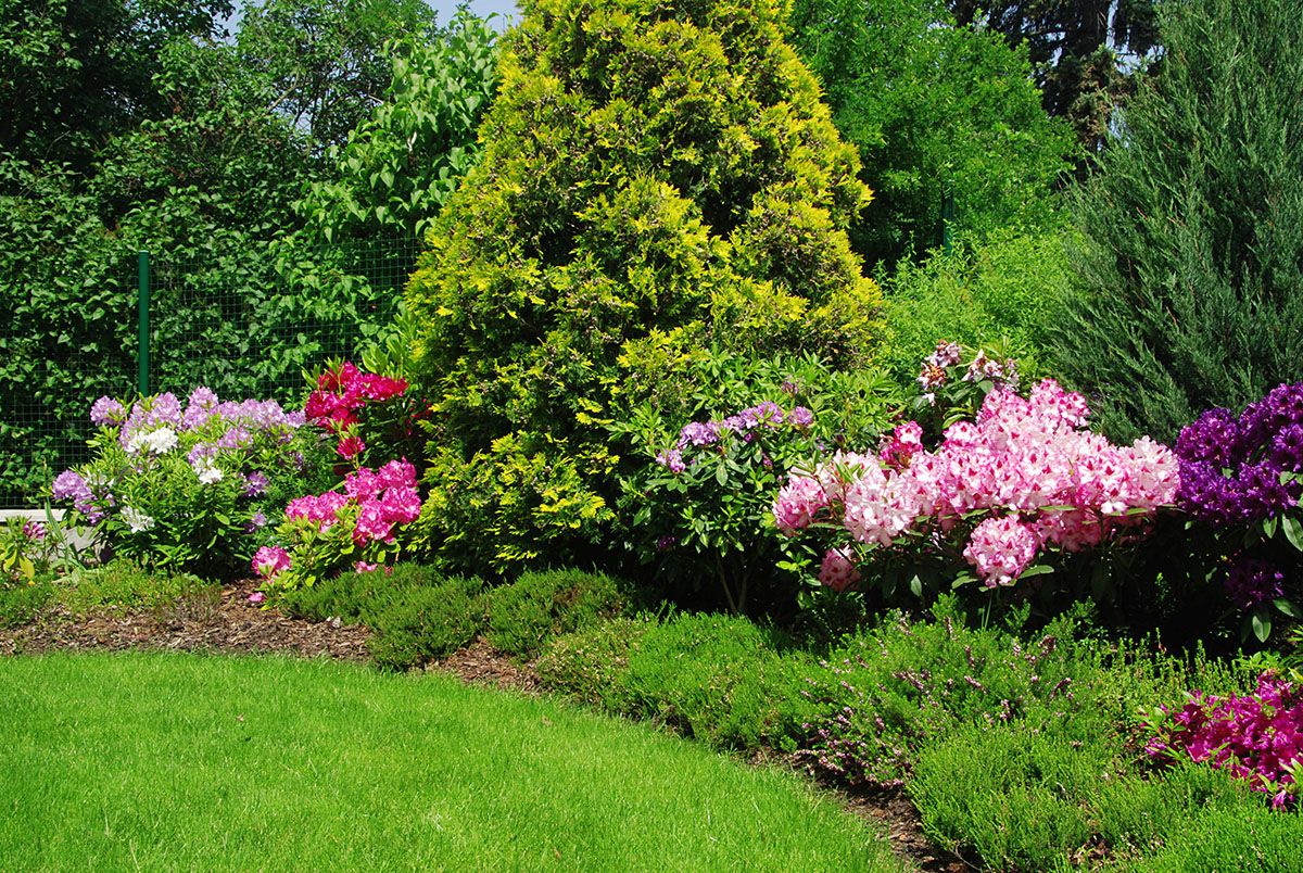 Privacy Screens Hedge Plants Fast Growing Evergreens Privacy Screens Hedge Plants Fast Growing Evergreens