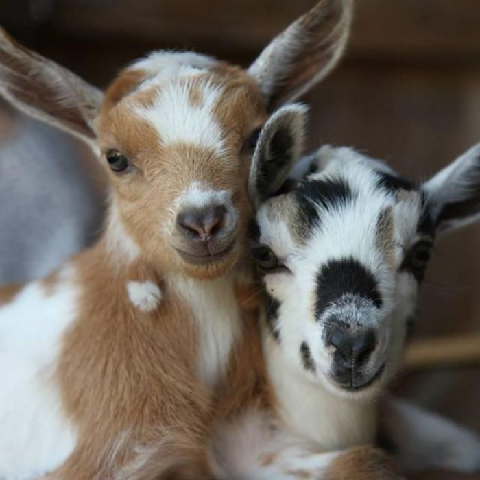 Les Animaux Miniatures Une Collection D Animaux Improbables Archzine Fr Cute Goats Baby Animals Baby Goats Les Animaux Miniatures Une Collection D Animaux Improbables Archzine Fr Cute Goats Baby Animals Baby Goats