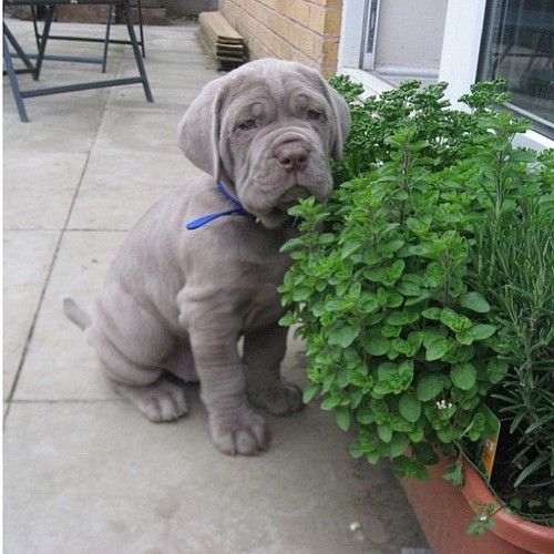 Puppy Starts Homemade Pesto Business Pesto Is Puppies