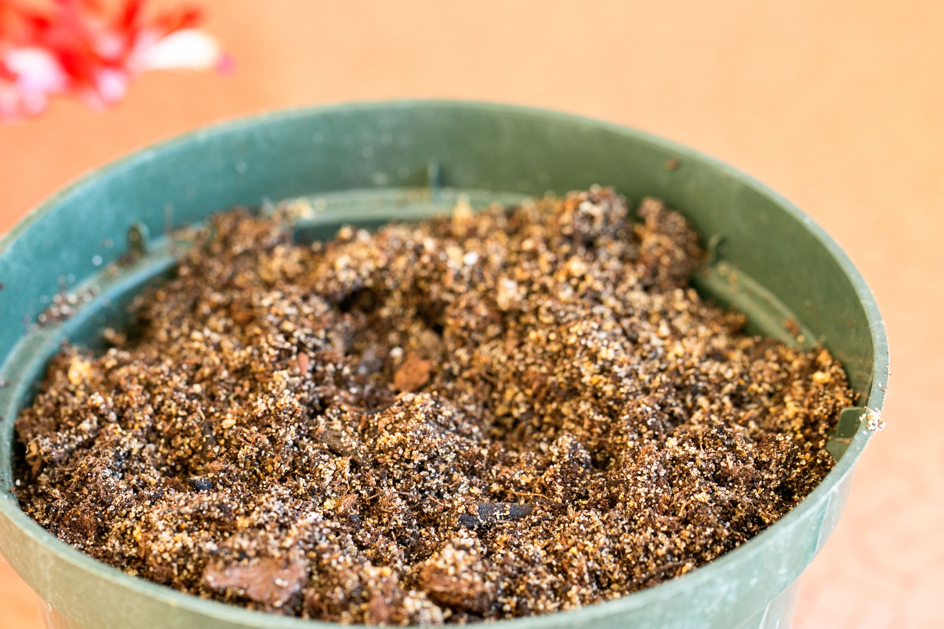 The Best Method for Propagating Christmas Cactus From