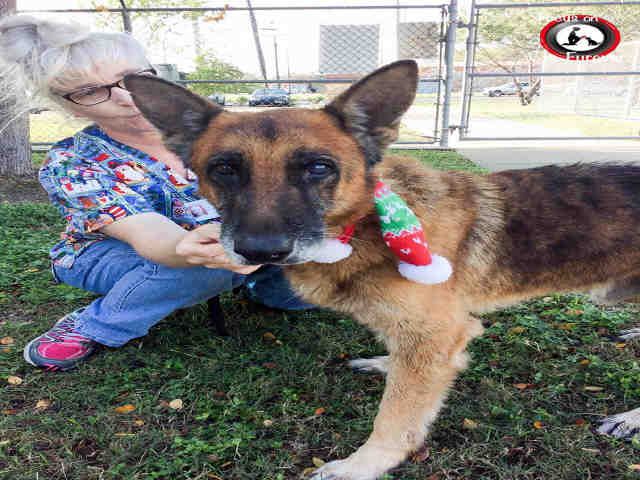 German Shepherd Dog Dog For Adoption In Corpus Christi Tx Adn