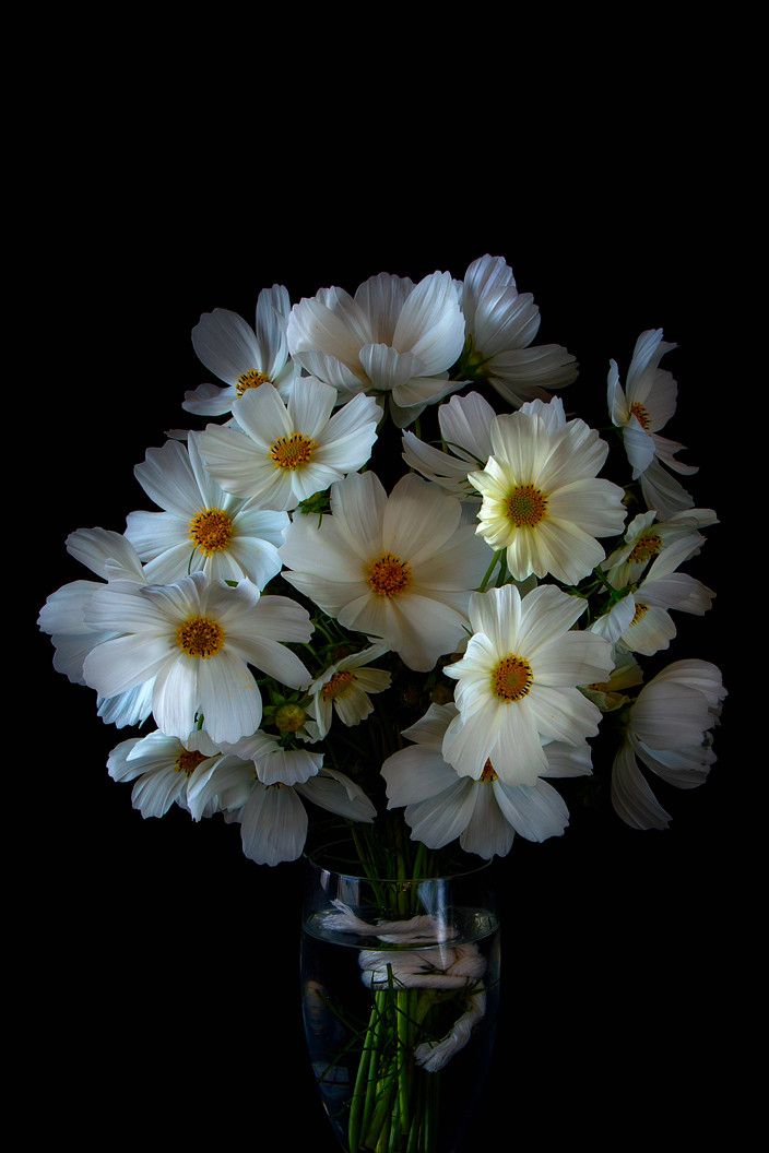 Time Light Space 067 Beautiful Flowers Flowers Photography Pretty Flowers Time Light Space 067 Beautiful Flowers Flowers Photography Pretty Flowers