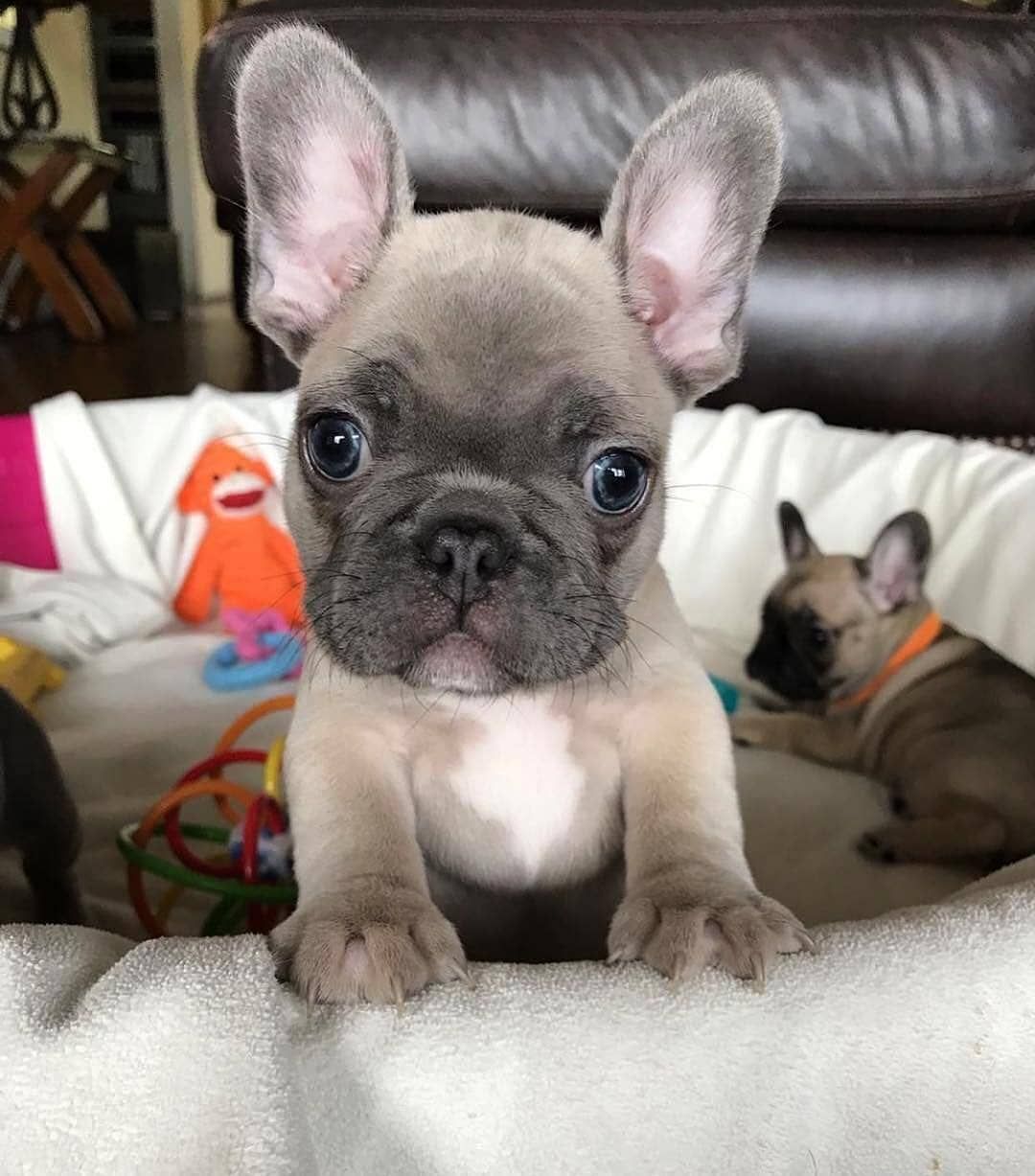 Bulldog Corner On Instagram Tag Your Friends Who Need To See