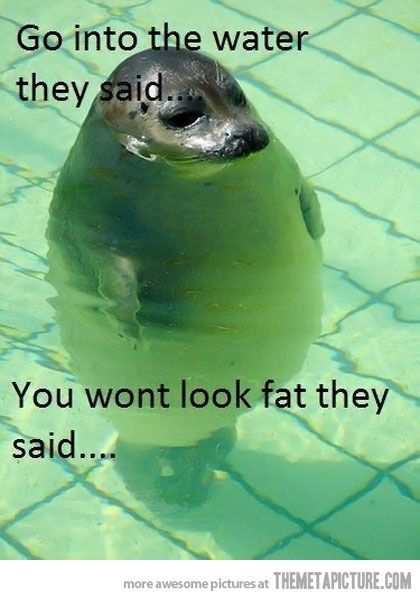 Deceived Seal Funny Animal Jokes Funny Animal Memes Animal Jokes