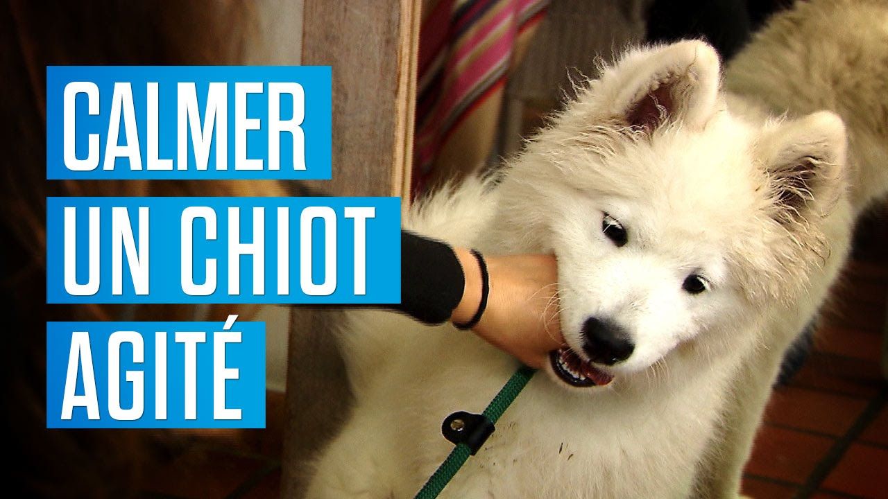 Comment Calmer Un Chiot Hyperactif 28 Comment calmer un chiot agité ? Chiot, Education chiot, Jeu chien