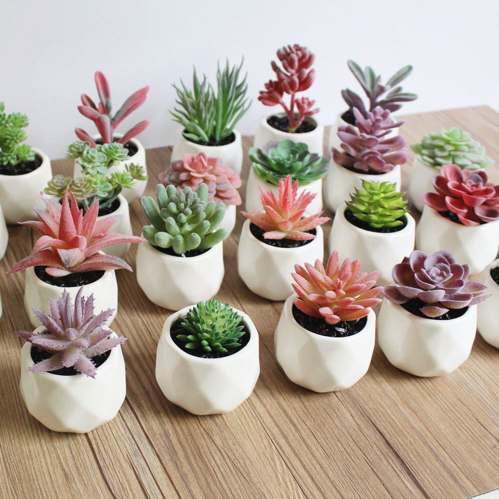 Potted Artificial Succulents White Ceramic Pot Buy Artificial Succulent Ceramic Pot Succulent Potted Artificia Etli Yaprakli Bitkiler Yapay Bitkiler Sukulent