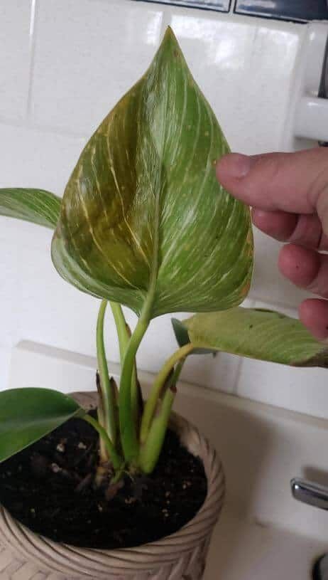Yellow spots on philodendron birkin