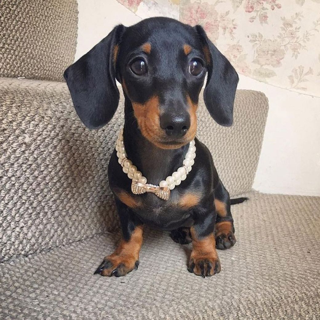 It Is So Fun To Be Around Of All Sizes Dachshund Dog