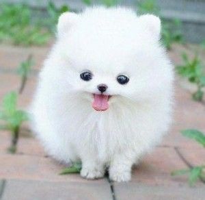 cutest dog alive cutest dog alive