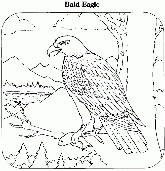 Coloring Page Bald Eagle Coloring Page In Free Printable Bald Eagle