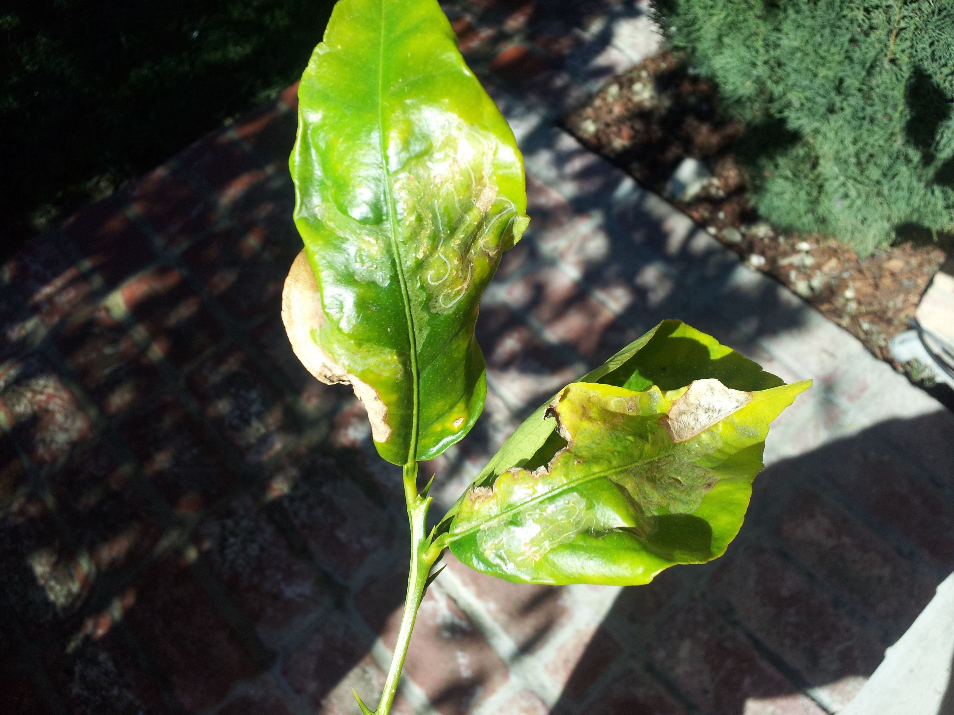 Lemon leaf disease