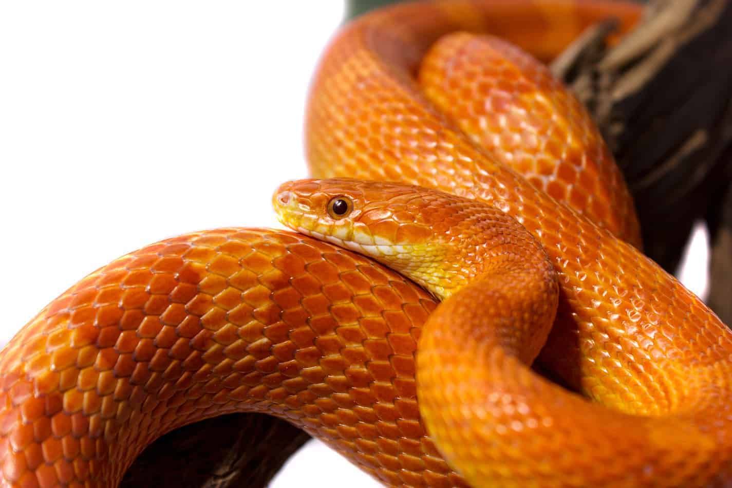 List Of Popular Pet Snake Breeds With Pictures And Facts Embora List Of Popular Pet Snake Breeds With Pictures And Facts Embora