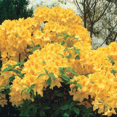 Golden Lights Deciduous Azalea Landscaping Pinterest Spring Golden Lights Hardy Azalea At Spring Hill Nursery